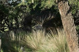 rot Hirsch im calden Wald Umfeld, la Pampa, Argentinien, Parque luro, Natur Reservieren foto