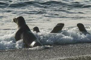 Mutter und Baby Meer Löwen, Halbinsel Valdes, Erbe Grundstück, Patagonien, Argentinien foto