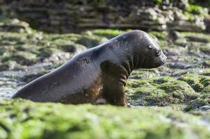 Meer Löwe Baby, Halbinsel Valdes, Erbe Grundstück, Patagonien, Argentinien foto