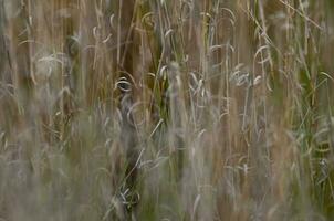 Gras Textur abstrakt Muster, erkunden das Wesen von abstrahiert Wiese foto