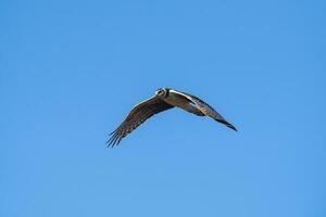 lange geflügelt Harrier im Flug, la Pampa Provinz, Patagonien , Argentinien foto