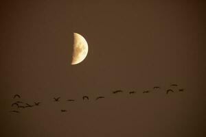 Mond im ein klar Himmel Vor dunkel foto