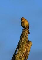 rufous Hornero , Argentinien National Vogel, Cordoba Provinz, Provinz Argentinien. foto