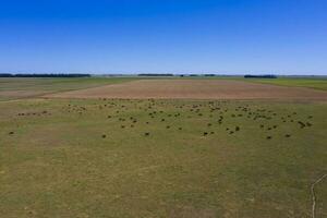 das Vieh erziehen im Pampas Landschaft, la Pampa Provinz, Argentinien. foto