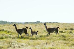 Guanakos im Pampas Wiese Umfeld, la Pampa Provinz, Patagonien, Argentinien. foto