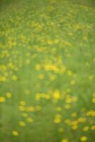 wild Blume Hintergrund im Patagonien, Argentinien foto