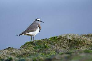 rufous Brust dotterel, charadrius bescheiden , beim niedrig Tide, Halbinsel Valdes, UNESCO Welt Erbe Grundstück, chubut Provinz, Patagonien, Argentinien. foto