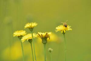 Biene auf wild Blumen foto