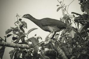 düster mit Beinen Guan im ein Urwald Umfeld, pantanal Brasilien foto