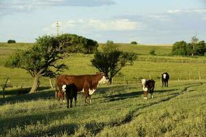 das Vieh erziehen mit natürlich Weiden im Pampas Landschaft, la Pampa Provinz, Patagonien, Argentinien. foto