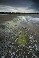 Salpeter auf das Fußboden von ein Lagune im ein halb Wüste Umfeld, la Pampa Provinz, Patagonien, Argentinien. foto