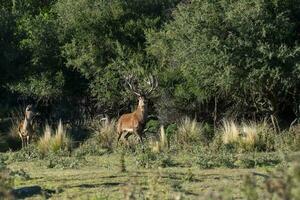 rot Hirsch im calden Wald Umfeld, la Pampa, Argentinien, Parque luro, Natur Reservieren foto