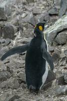 Kaiser Pinguin, Aptenodytes Forsteri, im Hafen Lockroy, goudiger Insel, Antarktis. foto