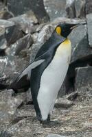 Kaiser Pinguin, Aptenodytes Forsteri, im Hafen Lockroy, goudiger Insel, Antarktis. foto