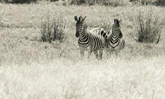 Herde von Zebras im das afrikanisch Savanne foto