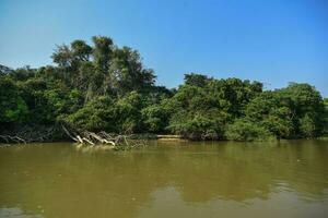 pantanal Wald Ökosystem, mato Grosso, Brasilien foto