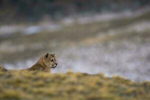 Puma Gehen im Berg Umfeld, torres del paine National Park, Patagonien, Chile. foto