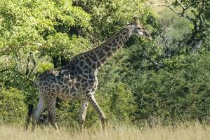 Giraffe im das Urwald Lebensraum, Afrika foto