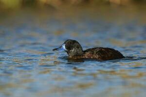 See Ente im Pampas Lagune Umfeld, la Pampa Provinz, Patagonien , Argentinien. foto