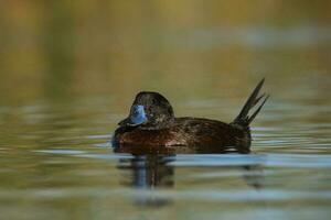 See Ente im Pampas Lagune Umfeld, la Pampa Provinz, Patagonien , Argentinien. foto