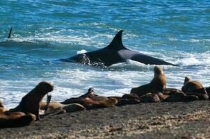 Mörder Wal Jagd Meer Löwen auf das paragonisch Küste, Patagonien, Argentinien foto