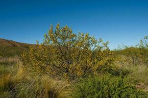 Kreosot Busch, lihue Calel National Park, la Pampa, Argentinien foto