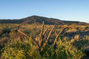 Kaktus im lihue Calel National Park, la Pampa, Argentinien foto