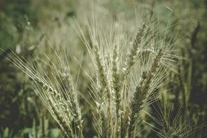 landwirtschaftlich Produktion von Weizen, Pampas, Argentinien foto