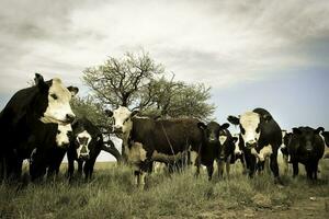 Kühe gefüttert mit Gras, Buenos Lüfte, Argentinien foto