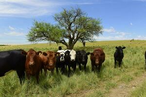 Kühe gefüttert mit Gras, Buenos Lüfte, Argentinien foto