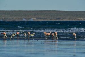 Flamingos Fütterung auf ein Strand, Halbinsel Valdes, Patagonien, Argentinien foto