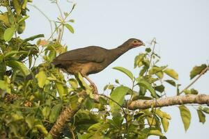 düster mit Beinen Guan im ein Urwald Umfeld, pantanal Brasilien foto