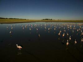 Flamingos im Patagonien , Antenne Aussicht foto