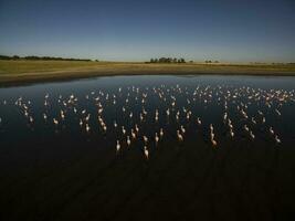 Flamingos Herde im ein Lagune Lebensraum, Patagonien, Argentinien foto