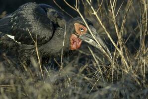 Süd- Boden Nashornvogel, Bucorvus Leadbeateri, Krüger National Park, Süden Afrika foto