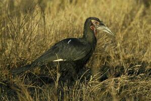 Süd- Boden Nashornvogel, Bucorvus Leadbeateri, Krüger National Park, Süden Afrika foto