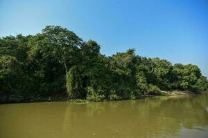 pantanal Wald Ökosystem, mato Grosso, Brasilien foto