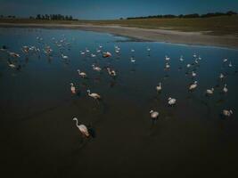 Flamingos im Patagonien , Antenne Aussicht foto