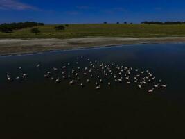 Flamingos im Patagonien , Antenne Aussicht foto