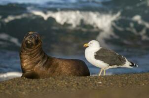 Baby Meer Löwe , Patagonien Argentinien foto