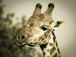 Giraffe im das Urwald Lebensraum, Afrika foto