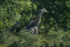 Giraffe im das Urwald Lebensraum, Afrika foto