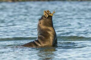 Baby Meer Löwe , Patagonien Argentinien foto