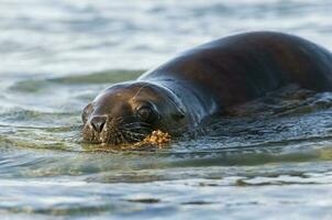 Baby Meer Löwe , Patagonien Argentinien foto