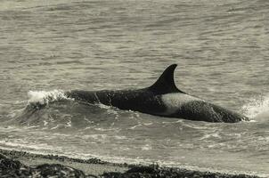 Orca Patagonien , Argentinien foto