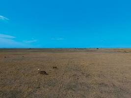 Trupp von Pferde, auf das schmucklos, im la Pampa, Argentinien foto