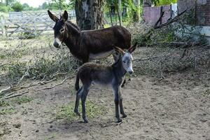 Esel Neugeborene Baby im Bauernhof, Argentinien Landschaft foto