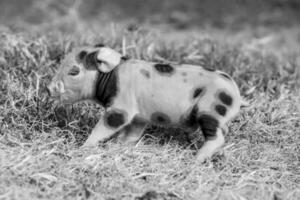 Ferkel Neugeborene Baby, im Bauernhof Landschaft. foto