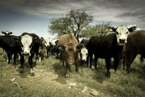 Kühe gefüttert mit Gras, Buenos Lüfte, Argentinien foto