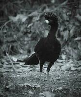 nackt konfrontiert Curassow, im ein Urwald Umfeld, pantanal Brasilien foto